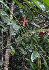 Musa beccarii