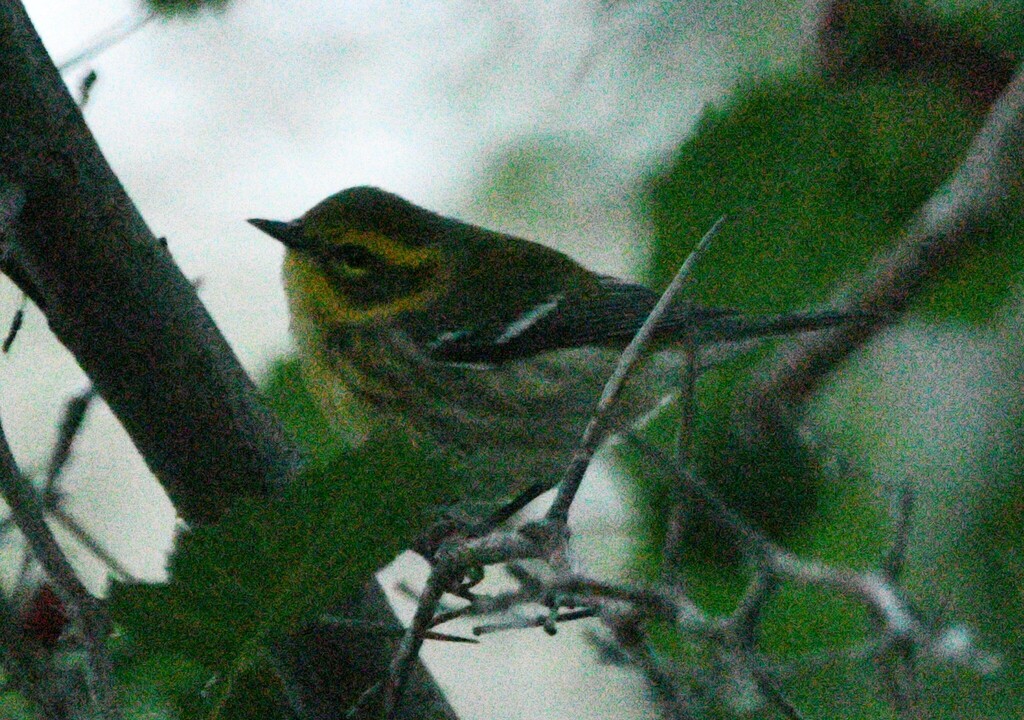 Observation from Hyrcanian Forests