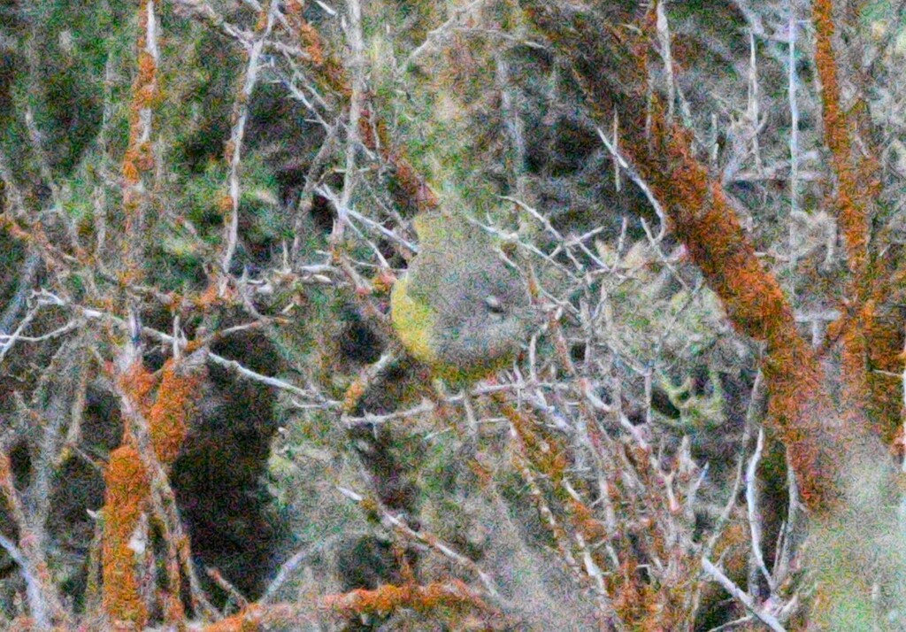 Observation from Hyrcanian Forests