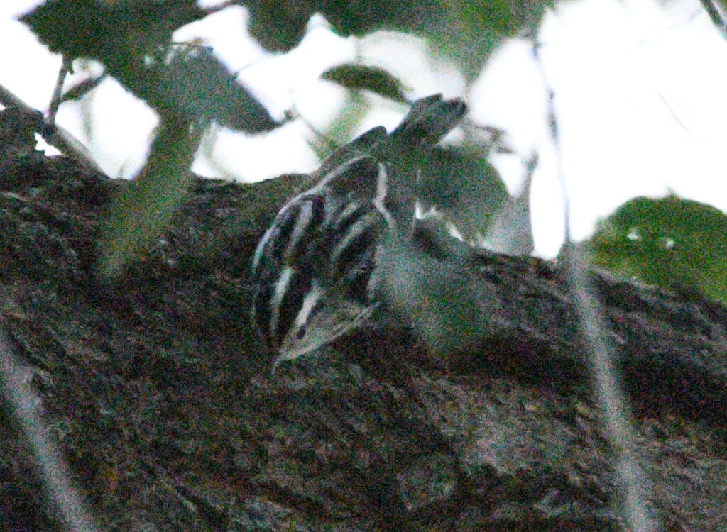 Observation from Hyrcanian Forests