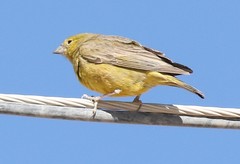 Sicalis olivascens