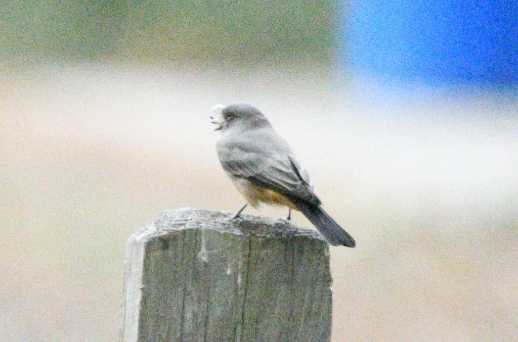 Observation from Hyrcanian Forests
