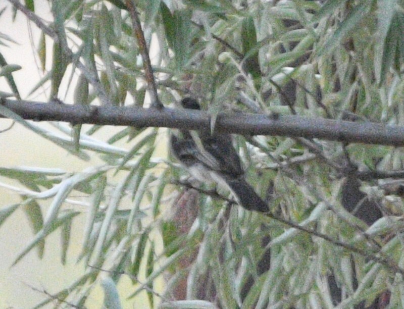 Observation from Hyrcanian Forests