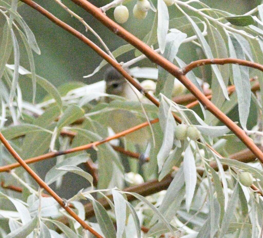 Observation from Hyrcanian Forests