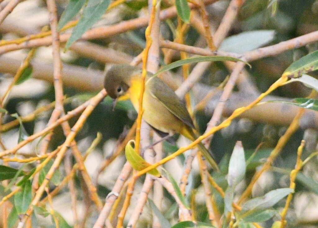 Observation from Hyrcanian Forests