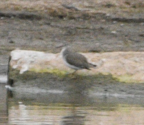 Observation from Hyrcanian Forests