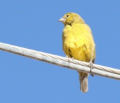 Sicalis olivascens