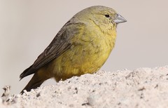 Sicalis olivascens