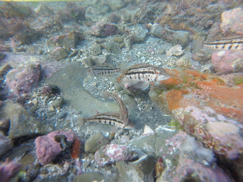 Goldspotted Sand Bass