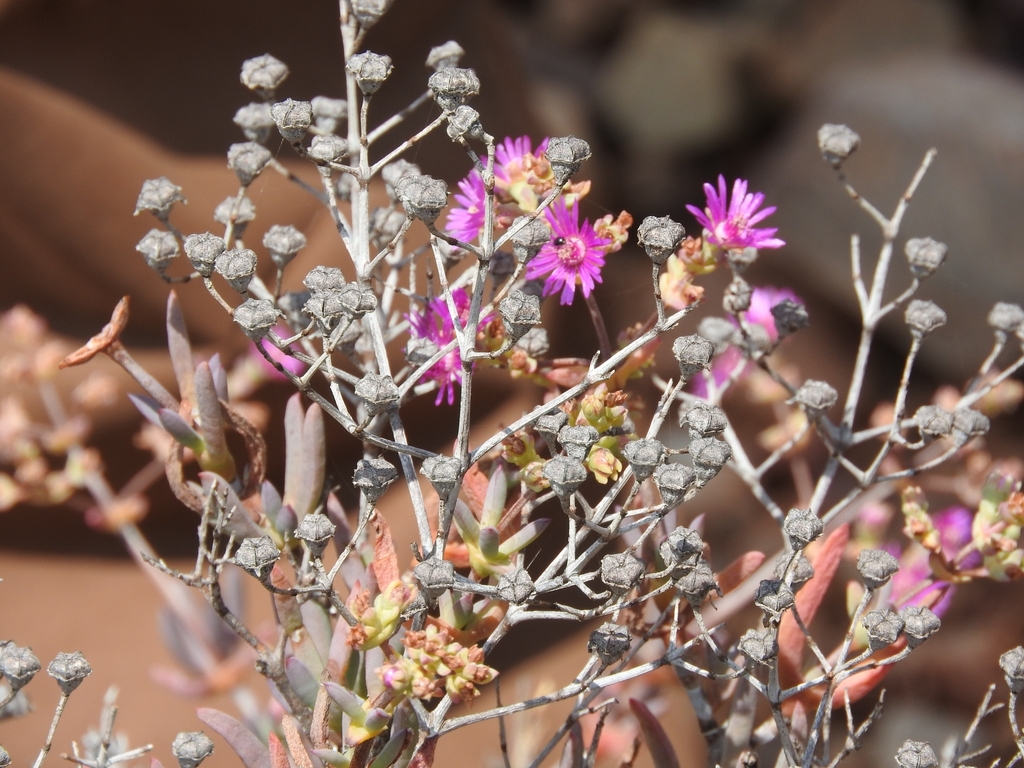 Ruschia pungens; photograph (c) Noeleen du Toit, some rights reserved (CC BY-SA)