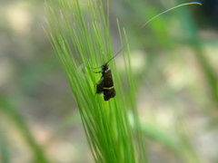 Adela paludicolella