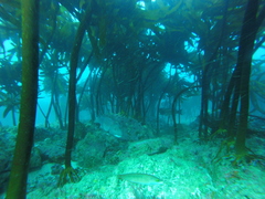 Ecklonia