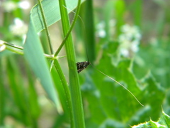 Adela paludicolella