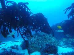 Ecklonia