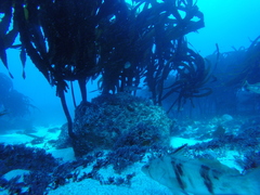 Ecklonia