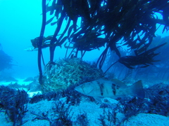 Paralabrax nebulifer