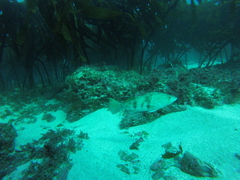 Paralabrax nebulifer