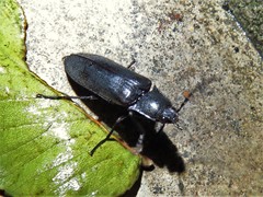 Perissarthron trapezium