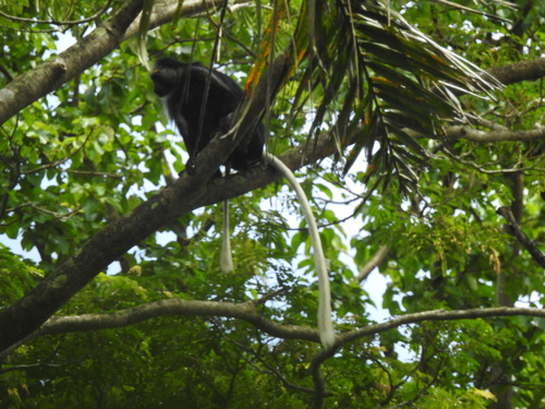 King Colobus
