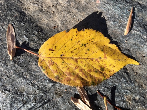 Paprastoji trešnė nuotrauka