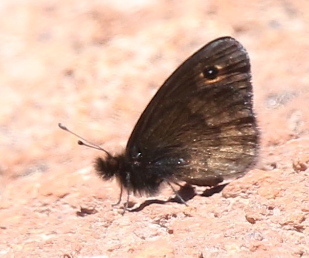 Faunula eleates