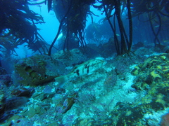 Paralabrax nebulifer