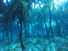 Lessoniaceae