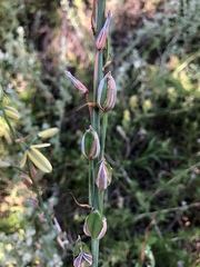 Albuca flaccida