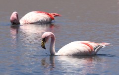 Phoenicoparrus jamesi