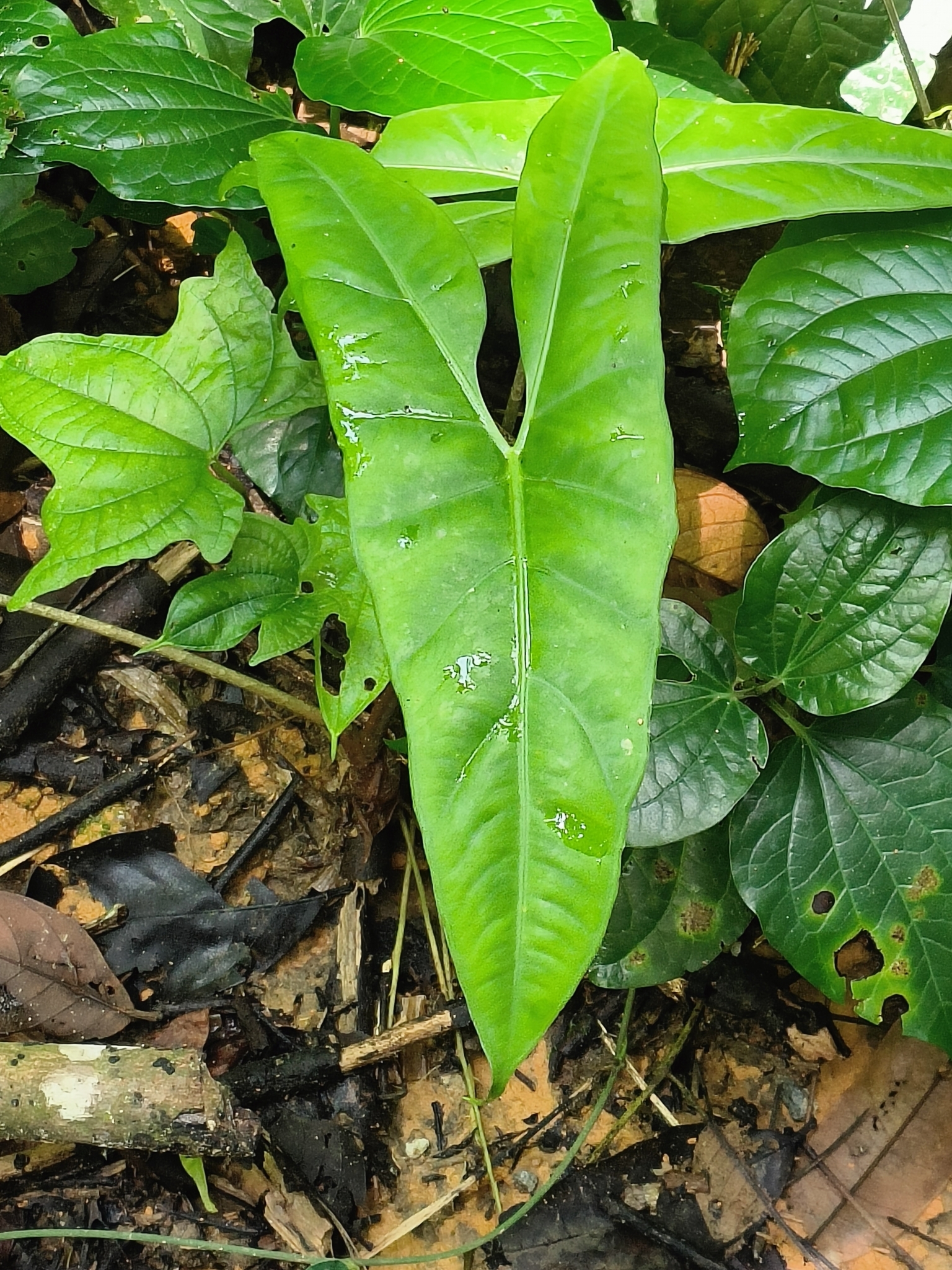 Alocasia longiloba