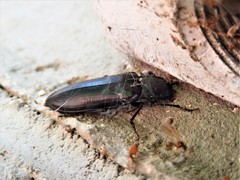 Perissarthron trapezium