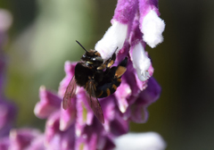 Amegilla quadrifasciata maderae