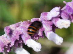 Amegilla quadrifasciata maderae