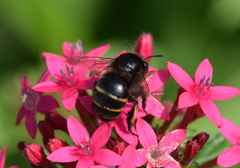 Amegilla quadrifasciata maderae