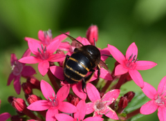 Amegilla quadrifasciata maderae