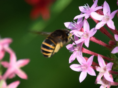 Amegilla quadrifasciata maderae