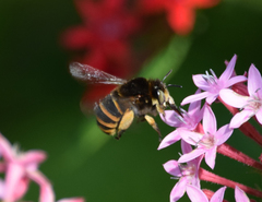 Amegilla quadrifasciata maderae