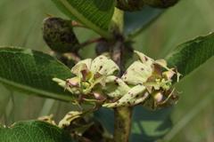 Pachycarpus appendiculatus