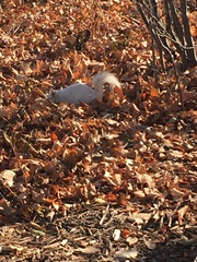Sciurus carolinensis