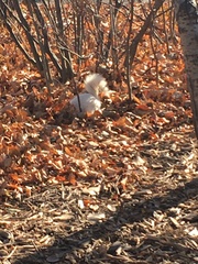 Sciurus carolinensis