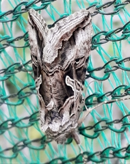 Cornutiplusia circumflexa