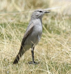 Puna Ground Tyrant photo 2