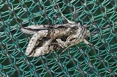 Cornutiplusia circumflexa