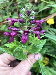 Stachys thunbergii