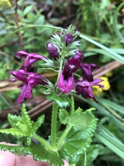 Stachys thunbergii