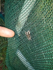 Cornutiplusia circumflexa