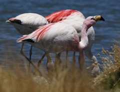 Phoenicoparrus jamesi