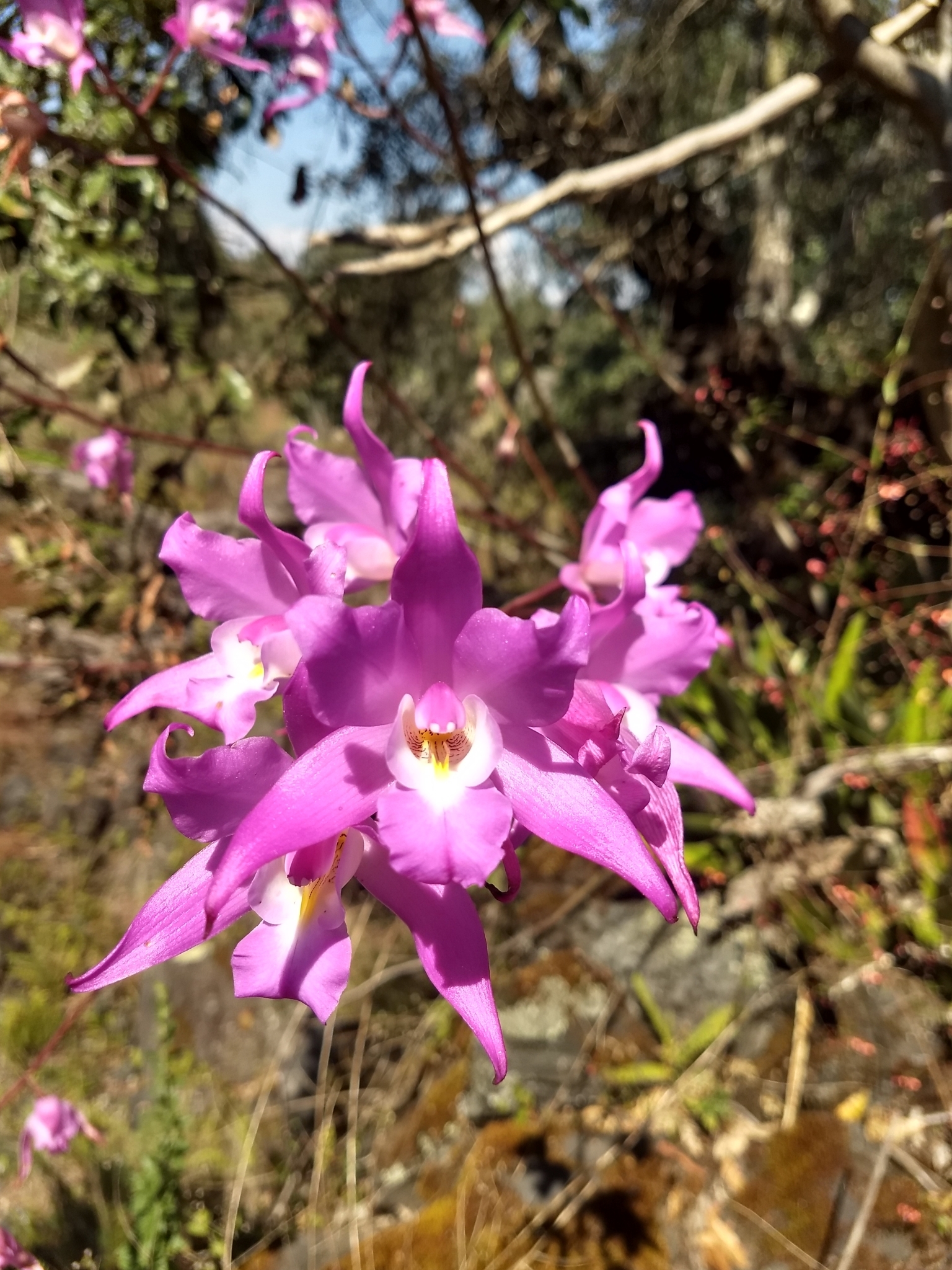 Flor de Muerto (Laelia autumnalis) · NaturaLista Colombia