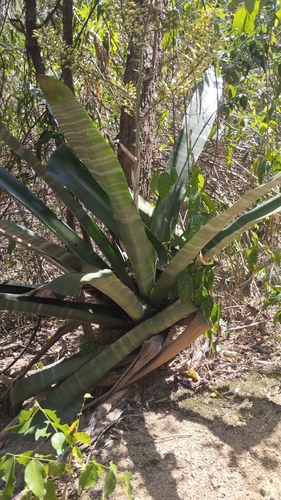 Aechmea floribunda (Aechmea floribunda)