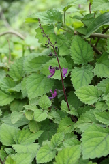 Equilabium petiolare